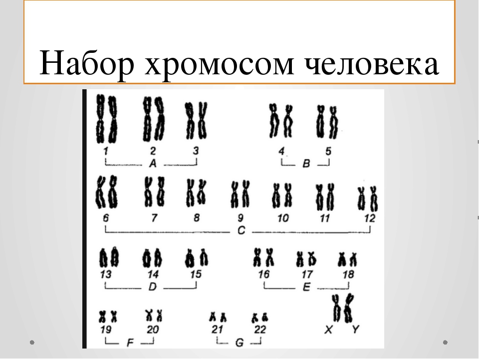 Хромосомный набор клеток мужчин