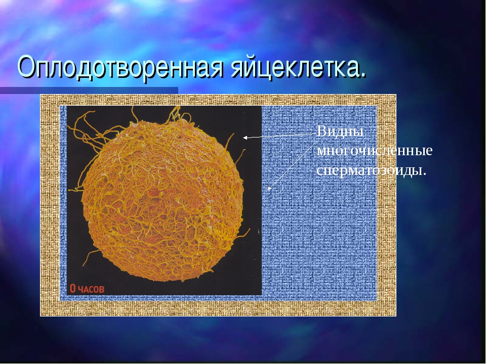 Оплодотворенная яйцеклетка называется. Оплодотворенная яйцеклетка. Оплодотворенная яйцеклетка у водорослей. Оплодотворенная яйцеклетка название.