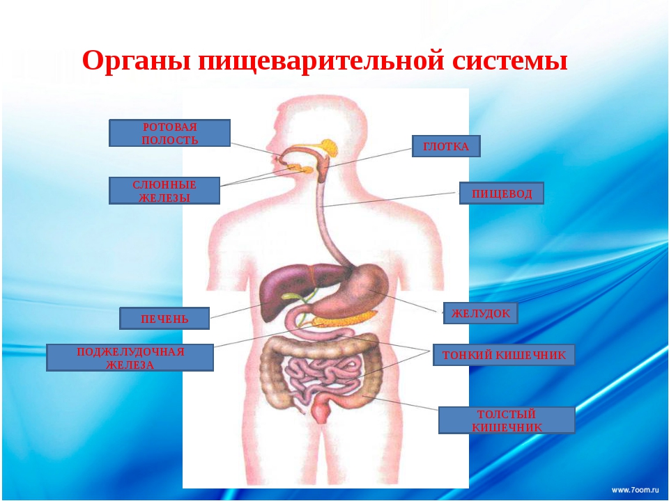 Строение органов пищеварения человека фото