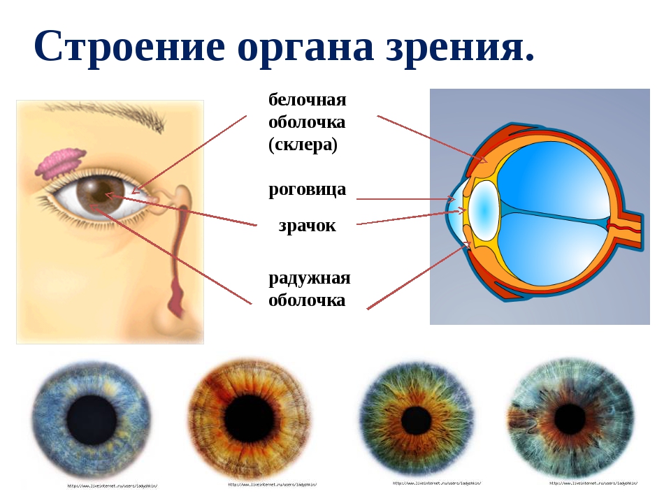 Практическая работа изучение строения органа зрения. Белочная оболочка склера. Строение органа зрения. Орган зрения анатомия. Строение органа зрения человека.