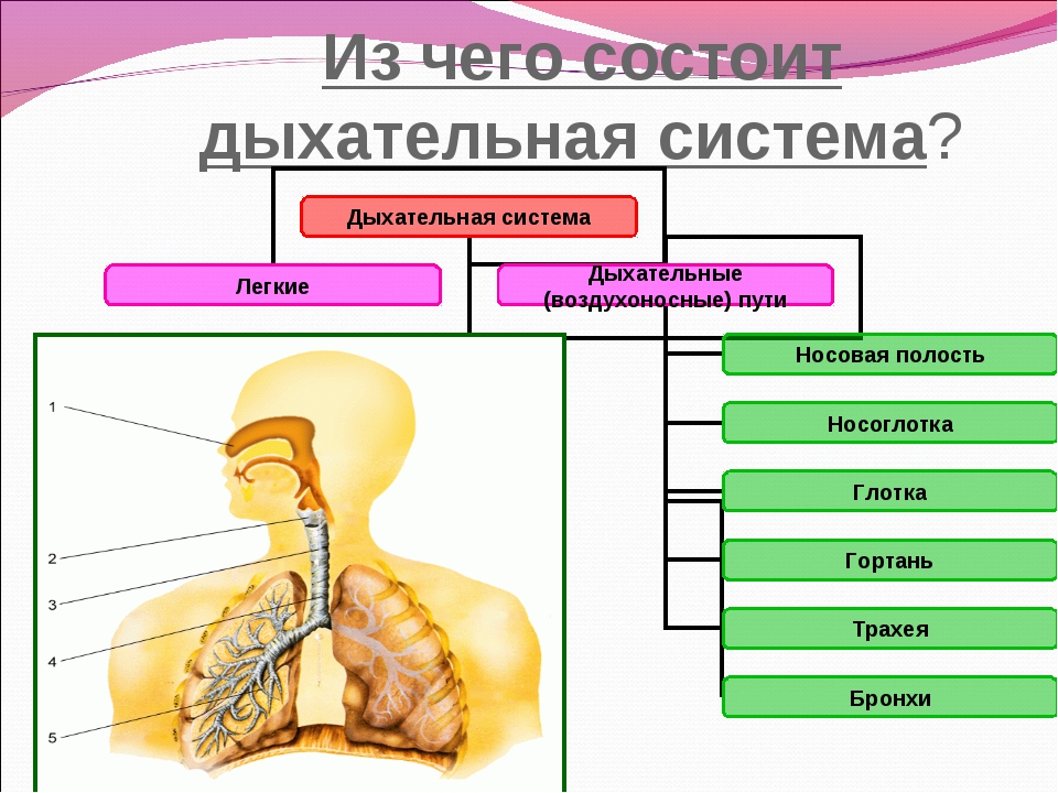 Карта дыхания