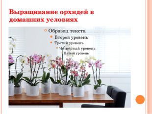 Выращивание орхидей в домашних условиях 