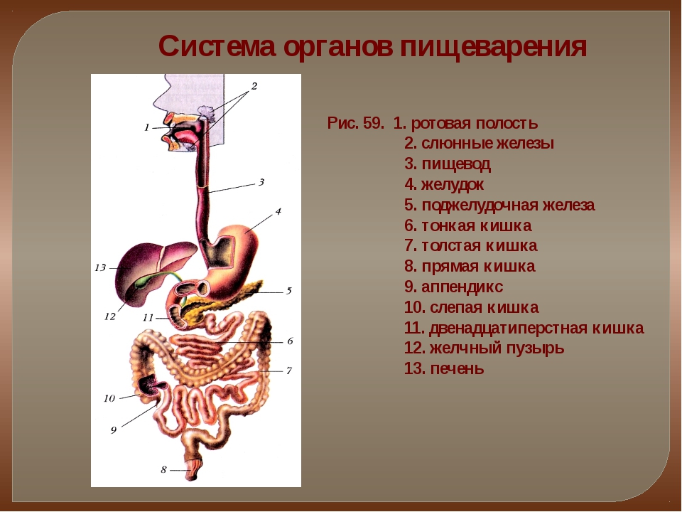 В какую систему органов входит желудок. Строение органов пищеварительной системы. Пищеварительная система по биологии 8 класс. Система органов пищеварения 8 класс. Система органов пищеварения 8 класс биология.