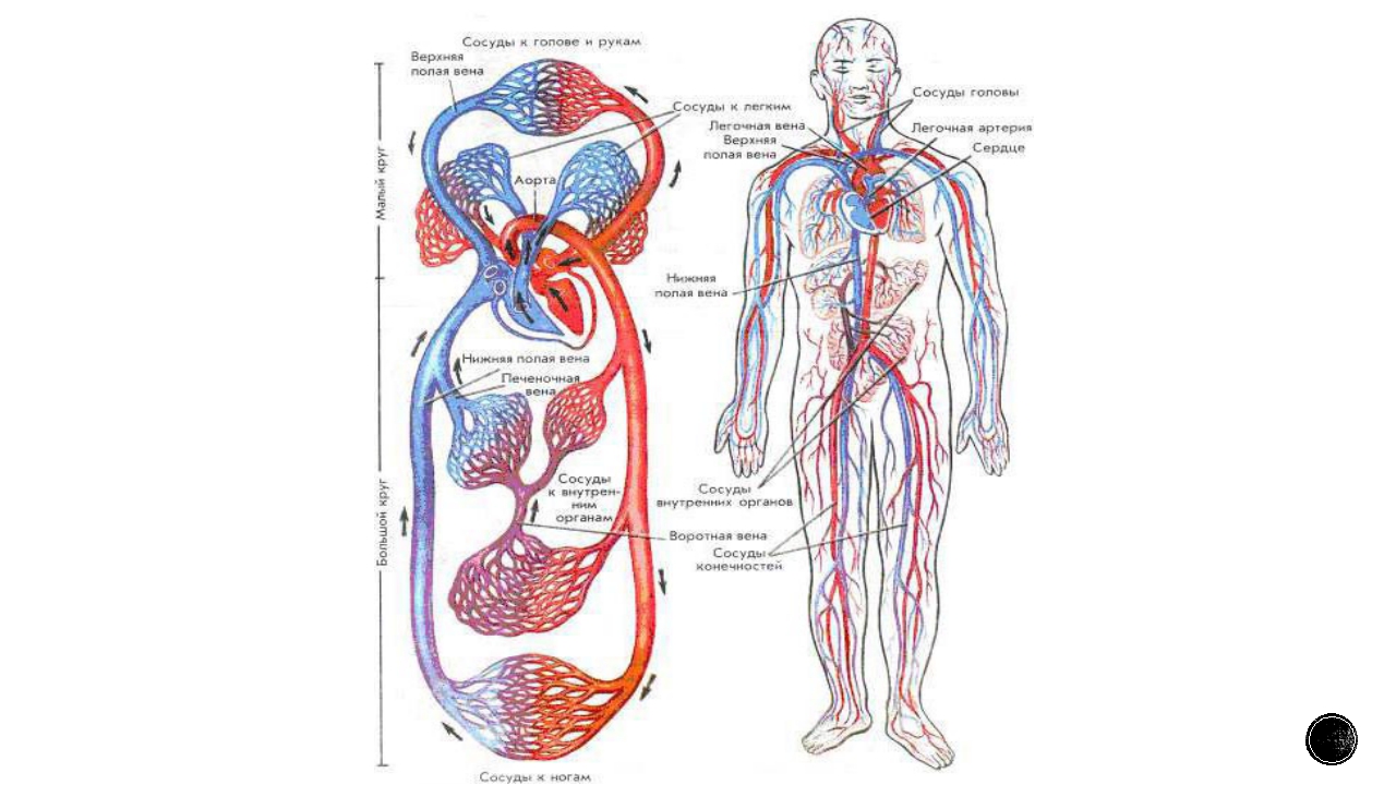 Перечисли органы кровообращения. Система органов кровообращения человека. Система органов кровообращения схема. Кровеносная система человека схема 8 класс биология. Сердечно-сосудистая система человека анатомия.