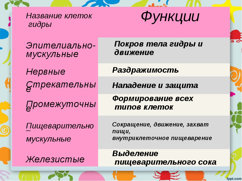 Какую роль выполняет клетка. Функции клеток гидры. Эпителиально мускульные клетки функции. Типы клеток гидры и их функции таблица. Название клеток гидры.