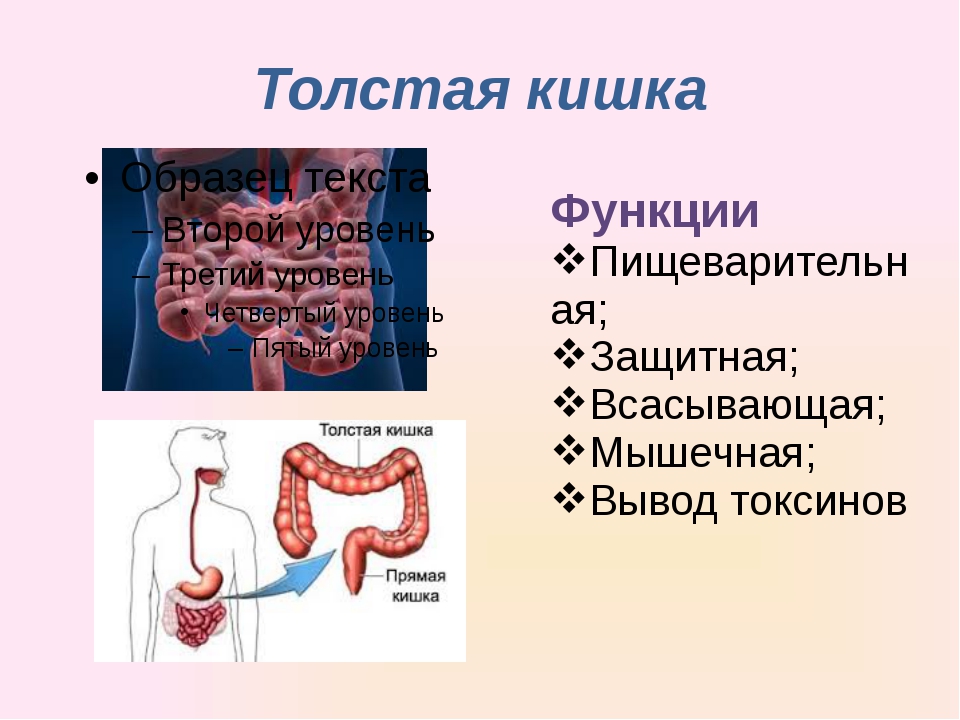 Функция толстого. Функции Толстого кишечника человека кратко. Функции Толстого кишечника кратко. Толстая кишка функции. Непищеварительные функции Толстого кишечника.