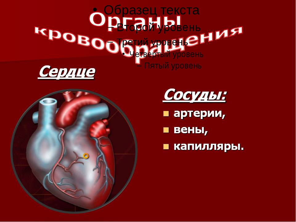 Биология тема кровообращение. Органы кровообращения. Система органов кровообращения. Сердце орган кровообращения. Органы кровообращения презентация.