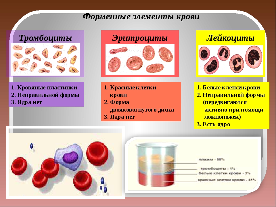 Снижение форменных элементов. Форменные элементы крови. Форменные элементы крови лейкоциты. Состав крови форменные элементы. Образование форменных элементов крови.