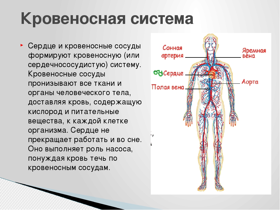 Укажите название органа кровеносной системы человека. Кровеносная система человека вид спереди. Кровеносная система человека 3 класс окружающий мир схема. Кровеносная система человека описание. Сердце икровиносные сосуду.