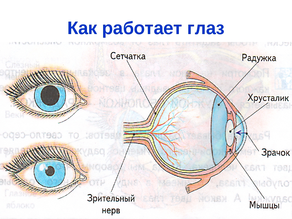 Глаз орган зрения 4 класс. Строение человеческого глаза. Строение глаза человека для детей. Орган зрения схема. Глаз человека для детей