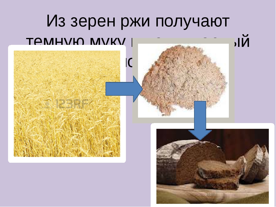 Из каких культур делают хлеб. Из чего изготовлен хлеб. Продукция из ржи. Хлеб делают из пшеницы. Из какого зерна получают муку.