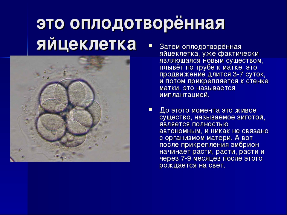 Оплодотворенная яйцеклетка называется. Оплодотворенная яйцеклетка. Оплодотворённая яйцеклетк. Как называется оплодотворенная яйцеклетка. Зигота это оплодотворенная яйцеклетка.