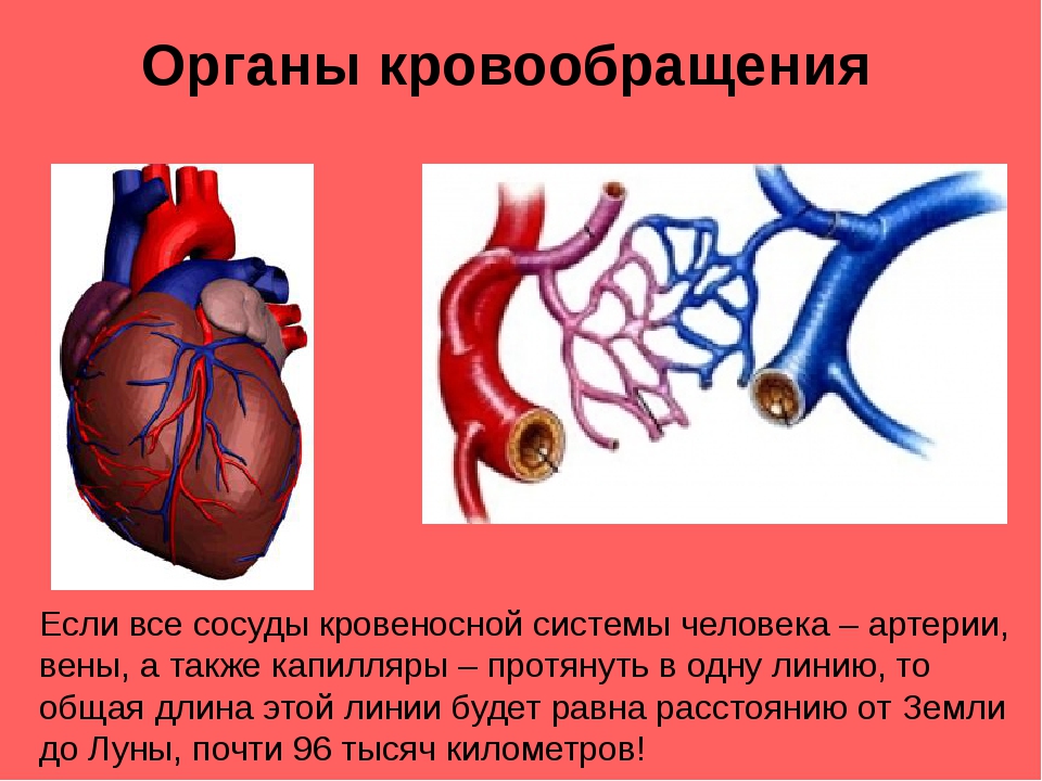 Биология 8 кровь и кровообращение. Органы кровообращения. Органы кровообращения сосуды. Сосуды сердца. Сердце орган кровообращения.