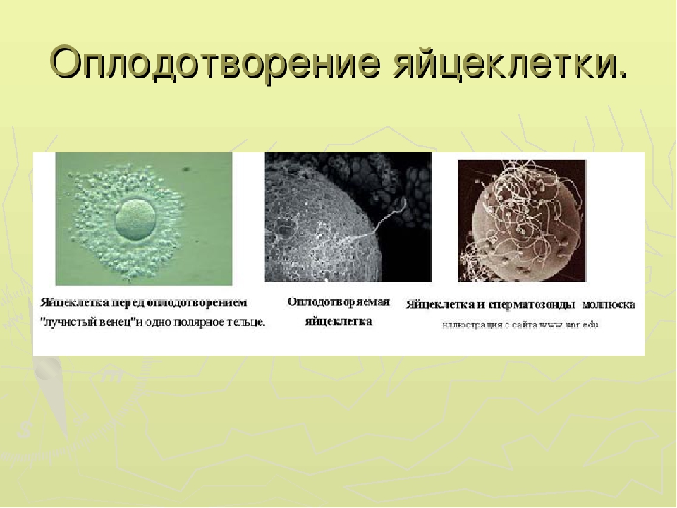 4 яйцеклетки. Оплодотворение яйцеклетки. Оплодотворенная яйцеклетка. Яйцеклетка перед оплодотворением. Оплодотворенная клетка.