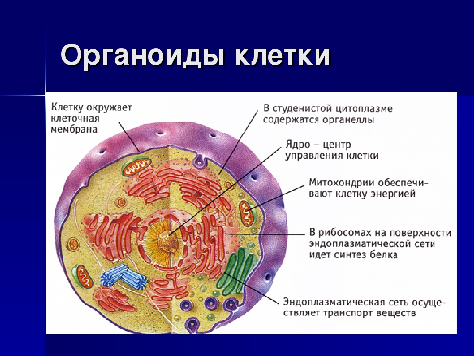 Как произошла 1 клетка. Органоиды живой клетки клетки. Микроскопическое строение органоидов клетки. Основные органоиды ядро. Строение одного из органоидов клетки.