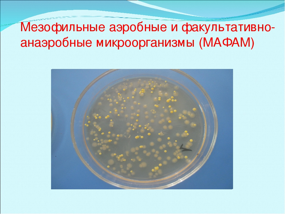 Кмафанм в микробиологии. Аэробные и факультативно-анаэробные бактерии. Мезофильные аэробные и факультативно-анаэробные микроорганизмы. Мезофильные факультативно-анаэробные микроорганизмы что это. Аэробные и факультативно-анаэробные микроорганизмы что это.