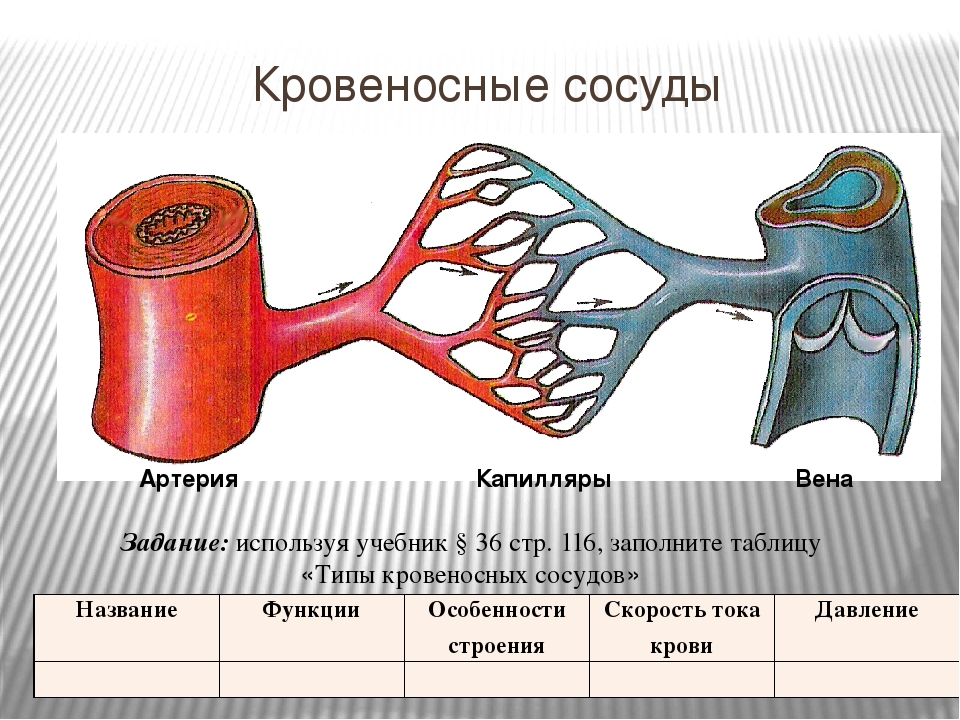 Кровеносная система сердце вены артерии капилляры. Кровеносные сосуды биология 8 класс. Строение кровеносных сосудов человека рисунок. Строение сосудов 8 класс биология. Строение артерии вены и капилляры.