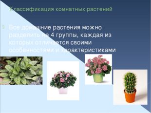 Классификация комнатных растений Все домашние растения можно разделить на 4 г