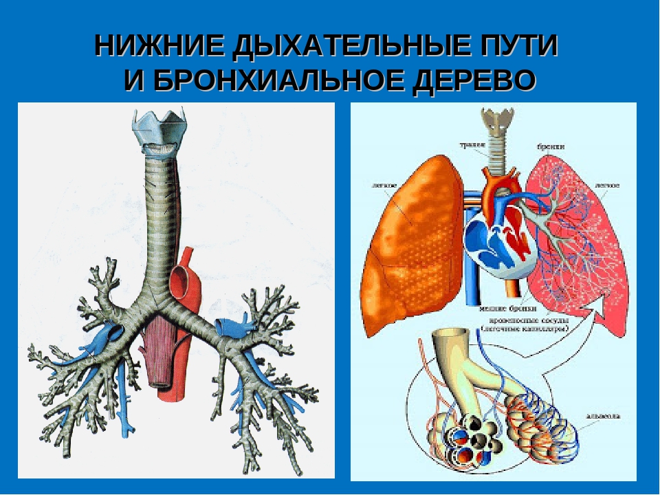 Легочное дыхание строение. Дыхательная система человека бронхи. Нижние дыхательные пути. Анатомия нижних дыхательных путей. Строение нижних дыхательных путей.