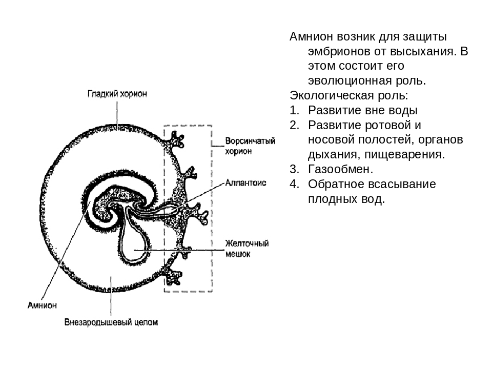 Функции хориона зародыша. Строение зародыша хорион амнион. Строение амниона. Хорион аллантоис. Хорион амнион ЕГЭ.