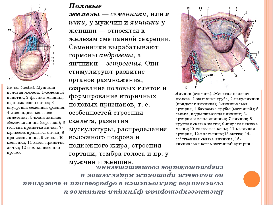 Мужская половая железа семенник. Строение яичников и семенников. Яичник расположение строение функции анатомия. Половые железы яичники анатомия. Яичники у мужчин строение анатомия.