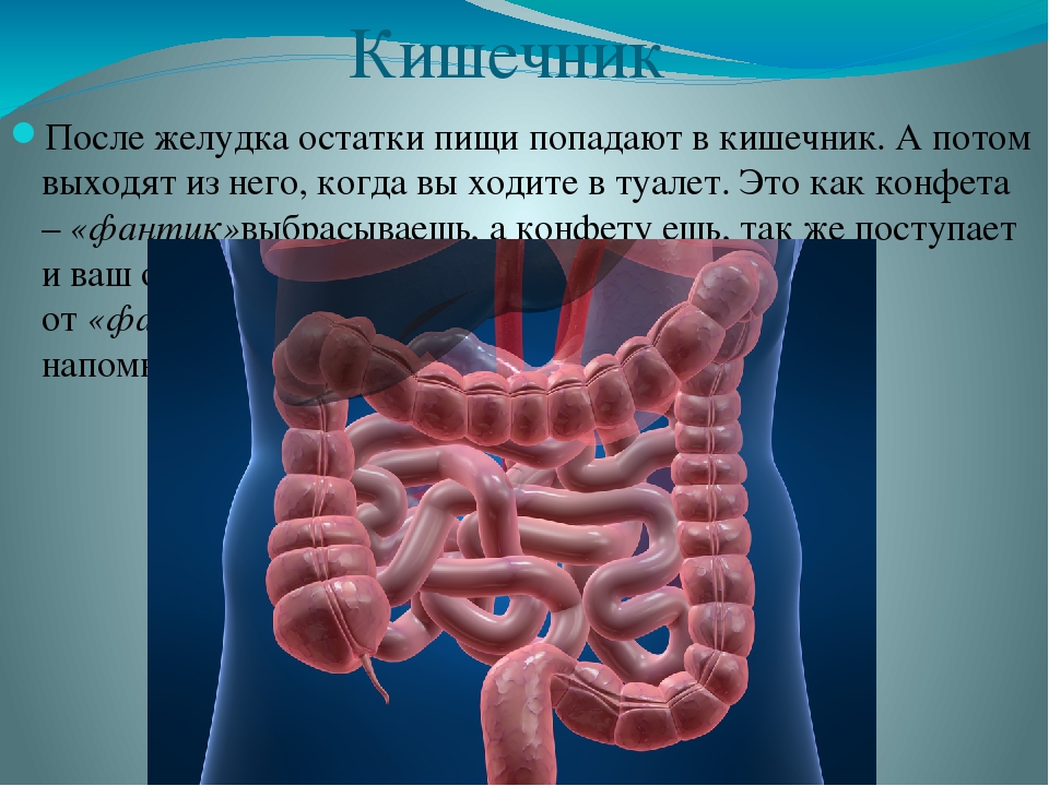 Попадание в желудок. Кишечник после желудка. После желудка пища попадает. Попадание пищи в кишечник.