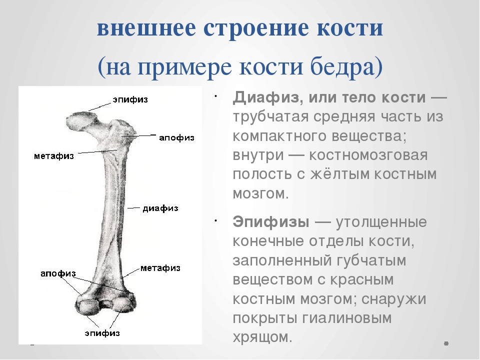 Тело длинной трубчатой кости. Строение кости диафиз эпифиз. Части кости эпифиз метафиз. Бедренная кость диафиз эпифиз метафиз. Эпифиз диафиз бедренной кости.