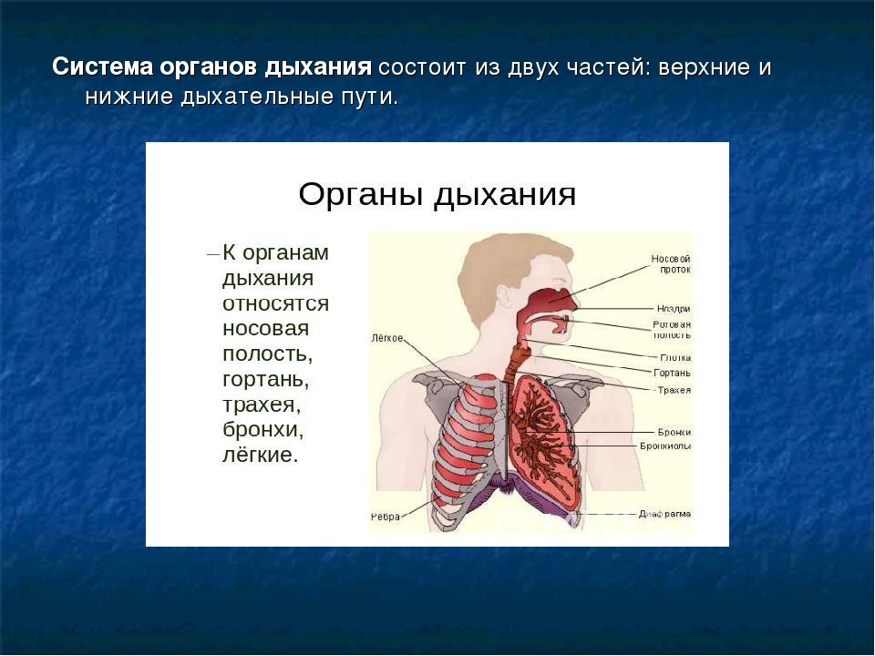Легкие значение кратко. Строение дыхательной системы человека состоит из. Органы из которых состоит дыхательная система и функции. Строение органов дыхательных путей. Сидема органов дыхания.