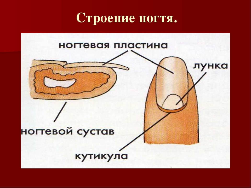 Строение ногтя. Строение ногтя биология. Строение ногтя и ногтевой пластины. Строение ногтя человека. Строение ногтевой пластинки.