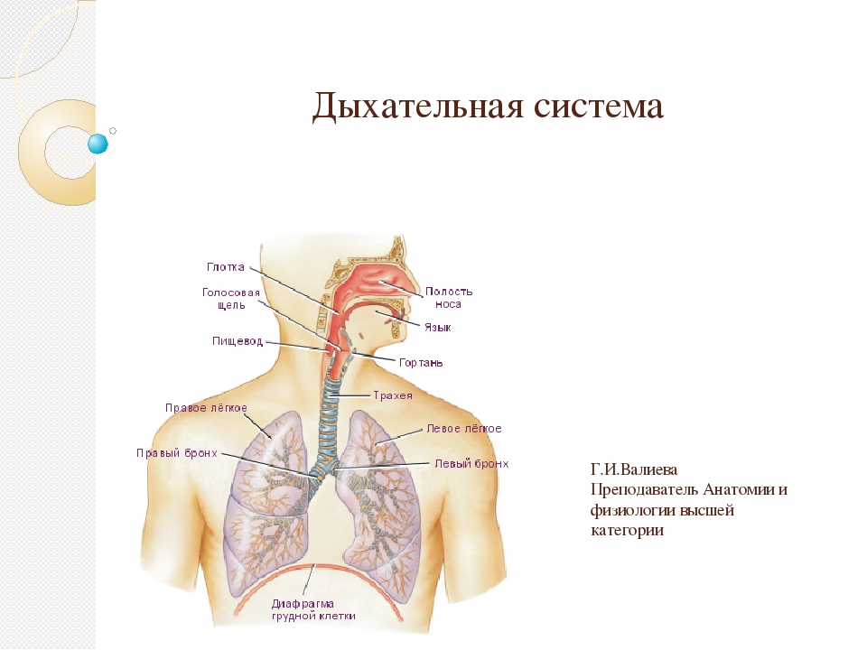 Элементы воздухоносных путей у детей картинка