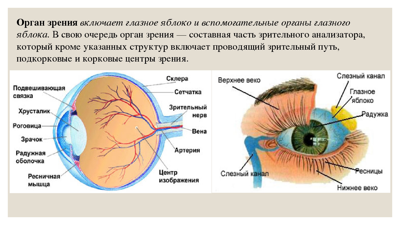 Орган зрения строение и функции глаза
