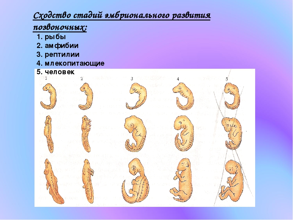 Стадии развития эмбрионов позвоночных. Эмбриональное развитие зародышей позвоночных. Стадии зародышевого развития позвоночных. Сходство стадии зародышевого развития позвоночных. Стадии зародышевого развития позвоночного животного.