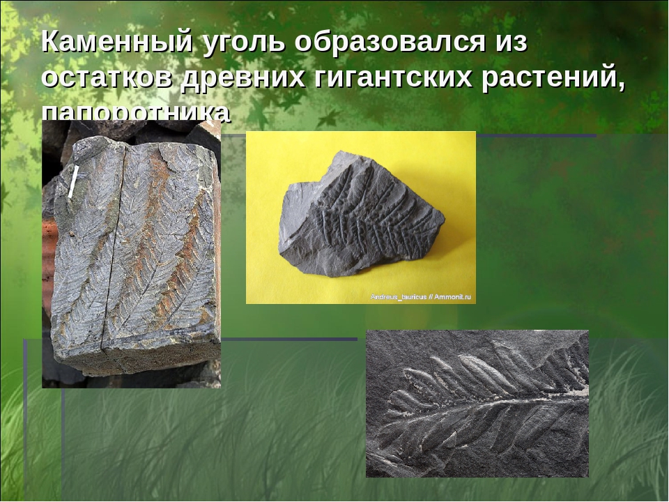 Появление каменного угля. Каменный уголь. Каменный уголь образовался из. Образование угля в природе. Каменный уголь окаменелости.