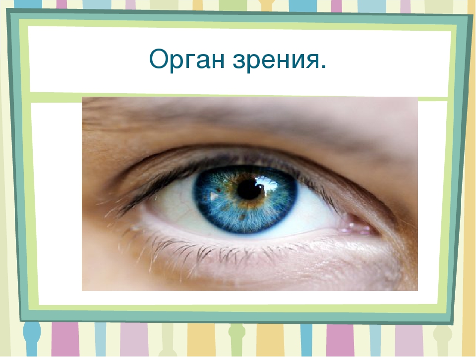 Глаза это орган чувств. Орган зрения. Глаза орган зрения. Органы чувств глаза. Органы чувств человека зрение.