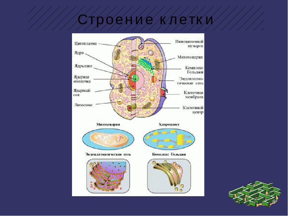 1 клеточный организм. Строение клетки 4 класс. Клетка человека 4 класс. Что такое основы клеточного строения.