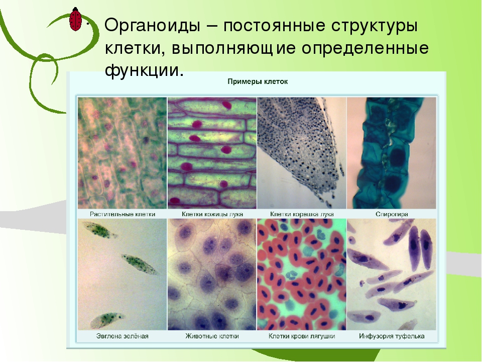 Примеры клеток. Постоянные структуры клетки выполняющие. Постоянные клеточные структуры выполняющие определенные функции. Животные клетки примеры.