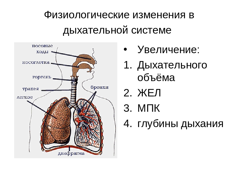 Физиологические изменения в легких. Дыхательный аппарат анатомия. Взаимодействие дыхательной системы схема. Строение системы дыхания. Описание процесса дыхания человека.