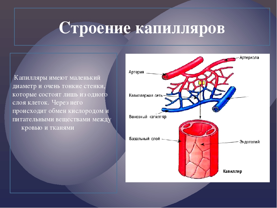 Особенности строения артерий вен. Строение сосудов артерия Вена капилляр. Строение стенки капилляра гистология. Капилляры строение и функции. Капиляр особенности строения.