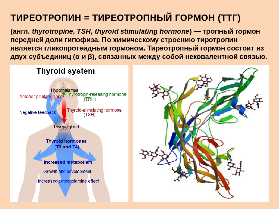 Сильно повышены гормоны. Тиреотропный гормон строение. Тиреотропин гормон строение. Тиреотропин, тиреотропный гормон (ТТГ). Тиреотропный гормон синтезируется.