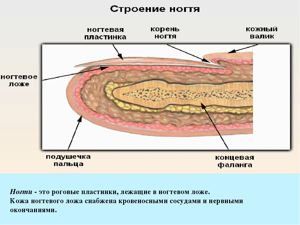 Строение ногтя. Строение ногтя гистология. Строение ногтевой пластины гистология. Ноготь в продольном разрезе препарат гистология. Схема строения ногтя гистология.