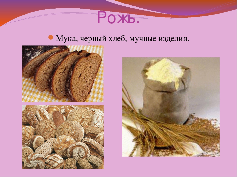 Из какой зерновой культуры делают хлеб. Продукты из ржи. Что делают из ржи. Что изготавливают из ржи. Какие продукты получают из ржи.