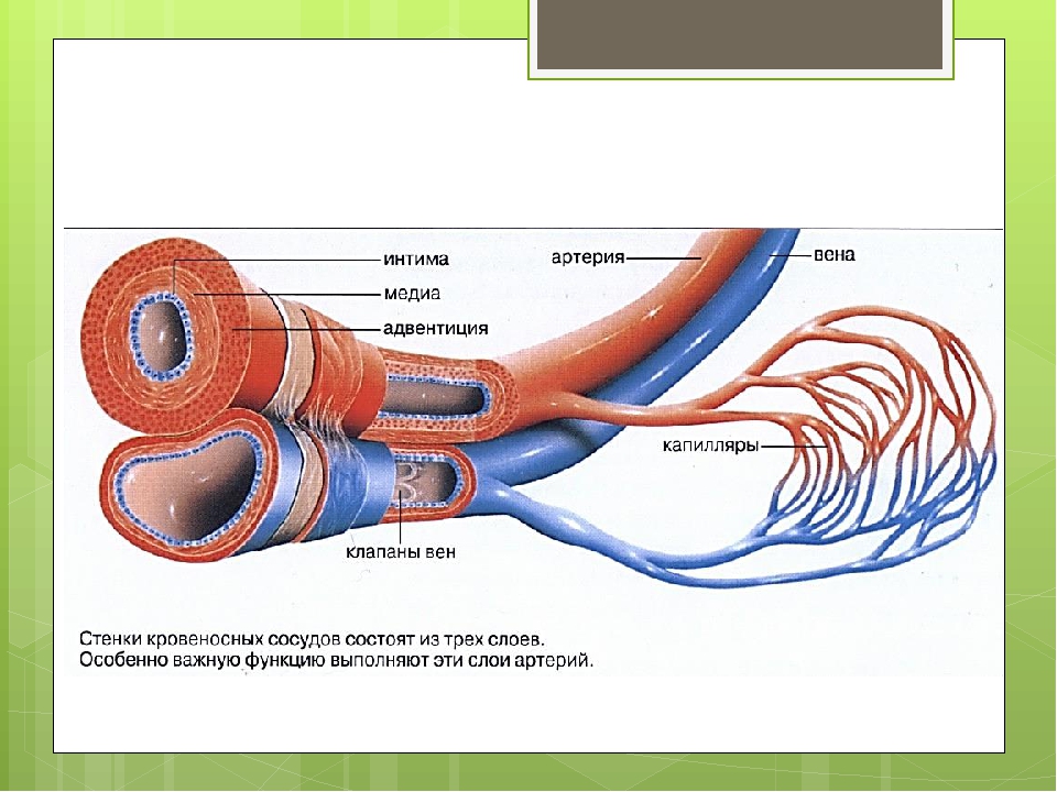 Артерии вены капилляры слои. Аорта артерии капилляры. Общая длина кровеносных сосудов в организме человека.