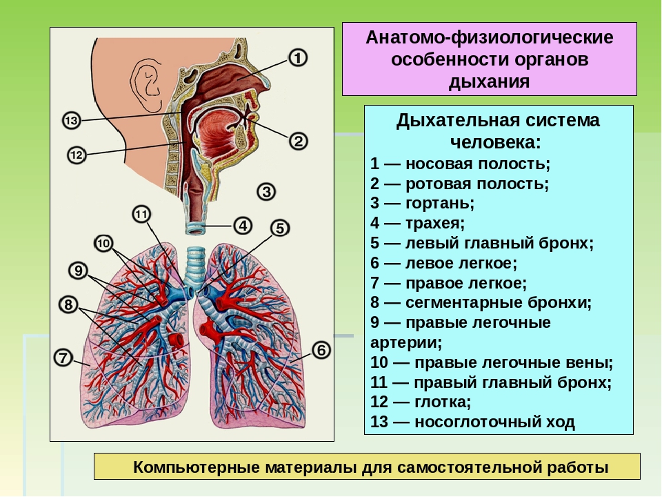 Анатомо физиологические основы. Афо строения органов дыхания. Анатомо-физиологическая характеристика дыхательной системы. Особенности дыхательной системы человека. Анатомические особенности дыхательной системы.