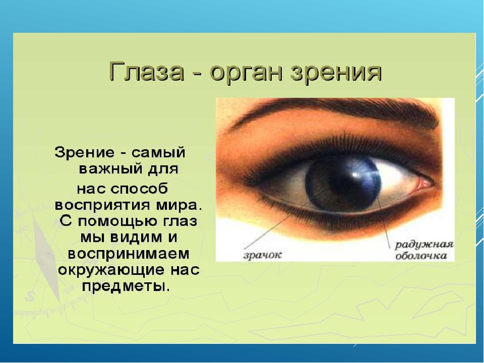 Презентация органы чувств 3 класс окружающий мир. Глаза орган зрения. Сообщение о органе зрения. Органы чувств человека глаза. Органы человека глаза.