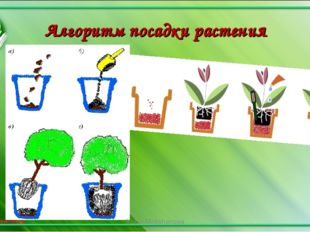Алгоритм посадки растения Iraida Mokshanova Iraida Mokshanova 