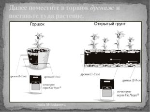 Далее поместите в горшок дренаж и поставьте туда растение. Iraida Mokshanova 