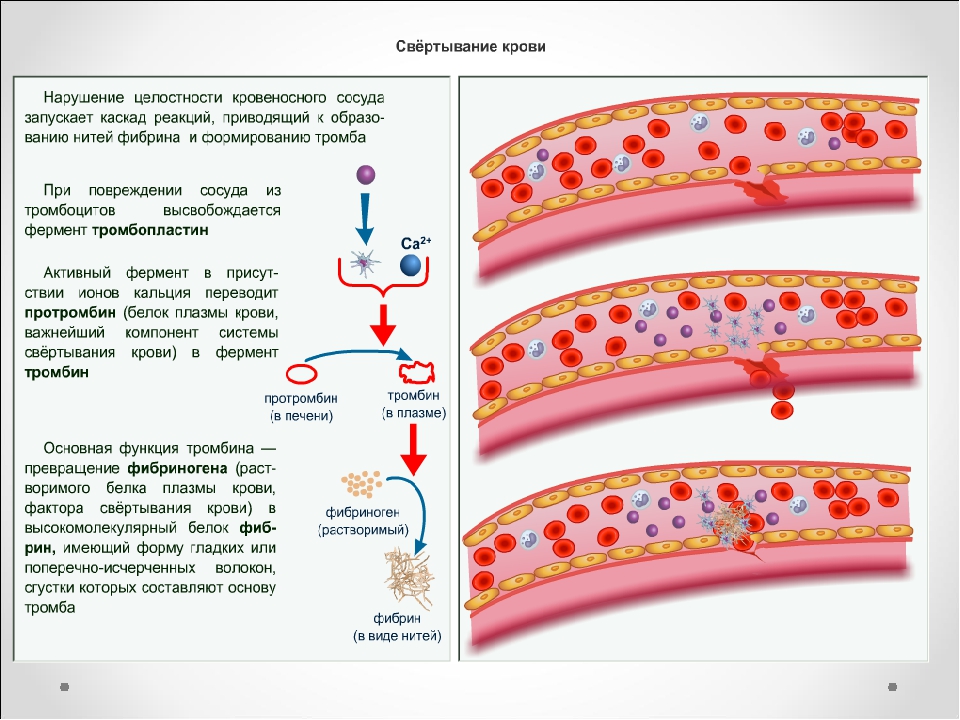 Процесс свертывания. Механизмы и этапы свертывания крови. Этапы образования тромба схема. Этапы свертывания крови рисунок. Свертывание крови образование тромба схема.