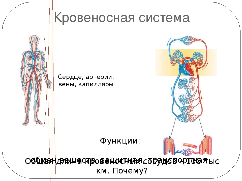 Кровеносная и лимфатическая система