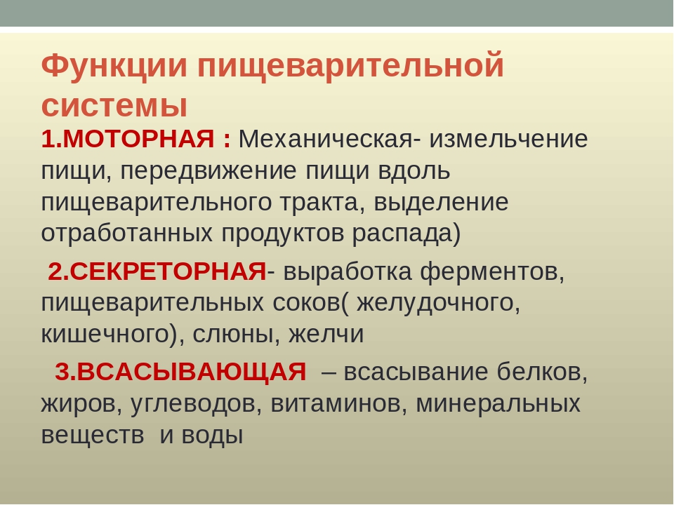 Основные функции системы. Функции пищеварительной системы. Функции пищеварительнойсистемфы. Основные функции пищеварительной системы. Перечислите основные функции системы пищеварения.