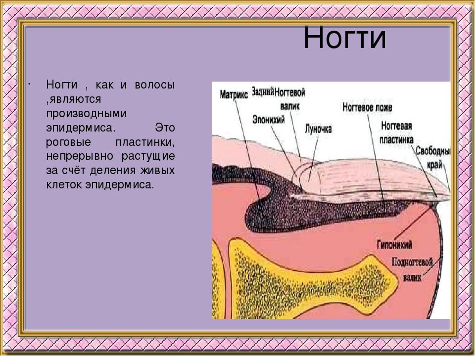 Какие новые слои появились. Строение волос и ногтей. Строение кожи волос и ногтей. Строение кожи ногтя. Волосы и ногти анатомия.